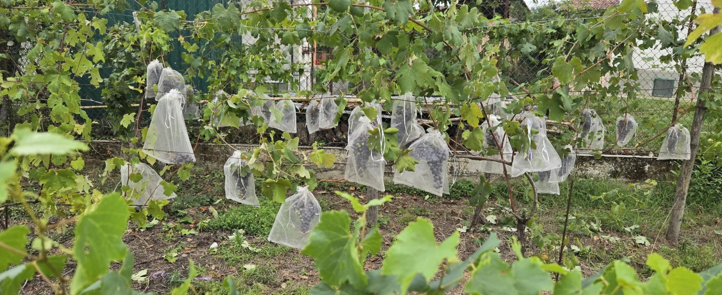 Grape bunches in protective bags on the vines