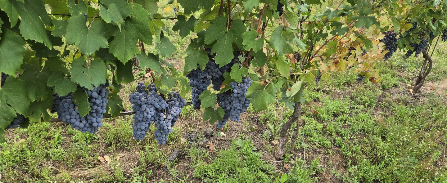 Bunches of dark grapes on the Ponzio vines